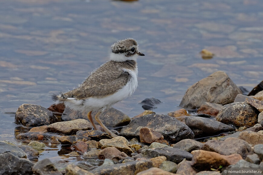 Галстучник, Charadrius hiaticula tundrae, Common Ringed Plover