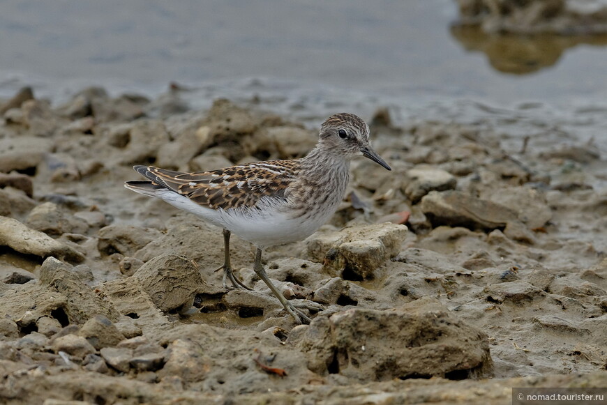 Длиннопалый песочник, Calidris subminuta, Long-toed Stint