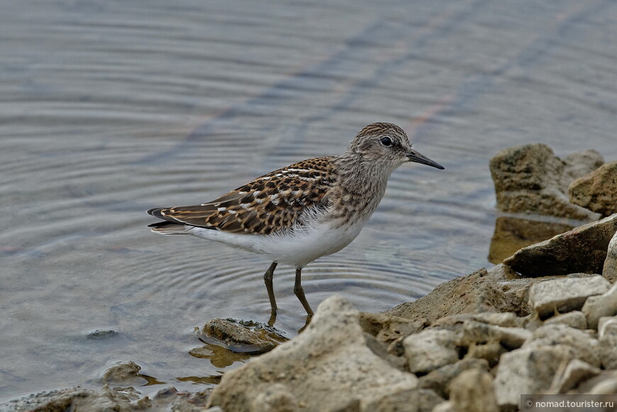 Длиннопалый песочник, Calidris subminuta, Long-toed Stint