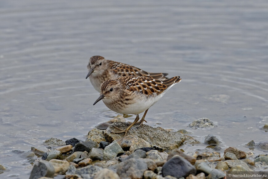 Длиннопалый песочник, Calidris subminuta, Long-toed Stint