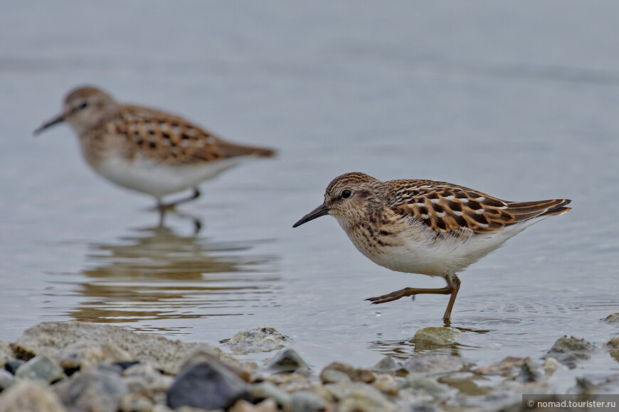 Длиннопалый песочник, Calidris subminuta, Long-toed Stint