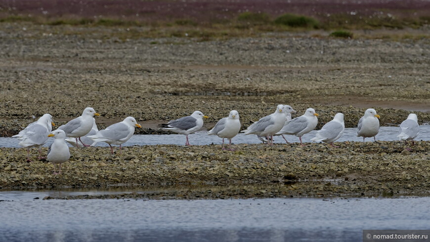 Бургомистр, Larus hyperboreus pallidissimus, Glaucous Gull и Моевка, Rissa tridactyla pollicaris, Black-legged Kittiwake