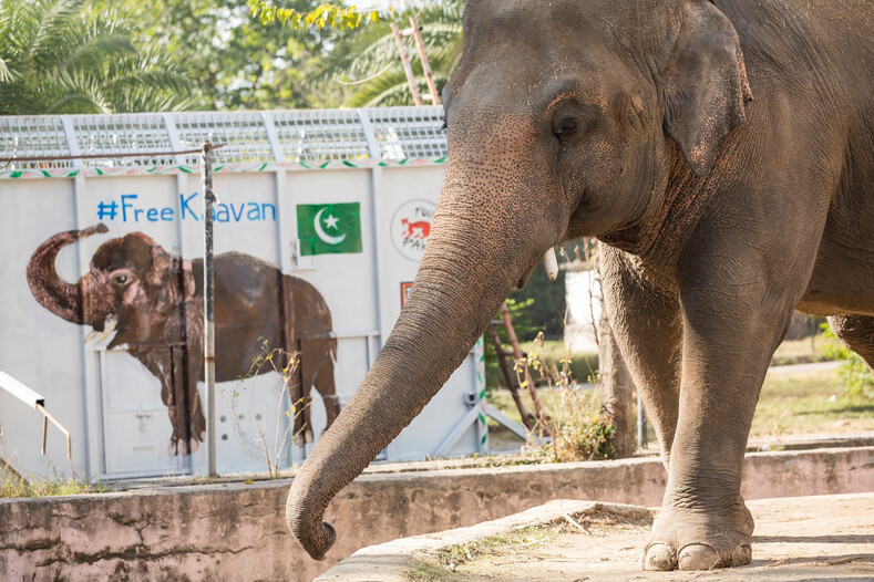 «Самого одинокого слона в мире» освободили после 35 лет жестокого заточения: трогательные фото животного, который впервые за долгие годы увидел другого слона
