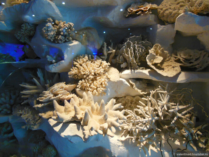 Музей Мирового океана