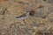 Песочник-красношейка, Calidris ruficollis, Red-necked Stint