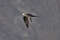 Длиннохвостый поморник, Stercorarius longicaudus pallescens, Long-tailed Jaeger