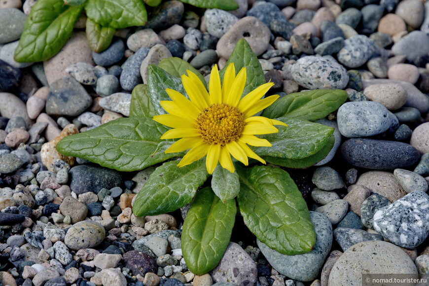 Крестовник ложноарниковый, Senecio pseudoarnica