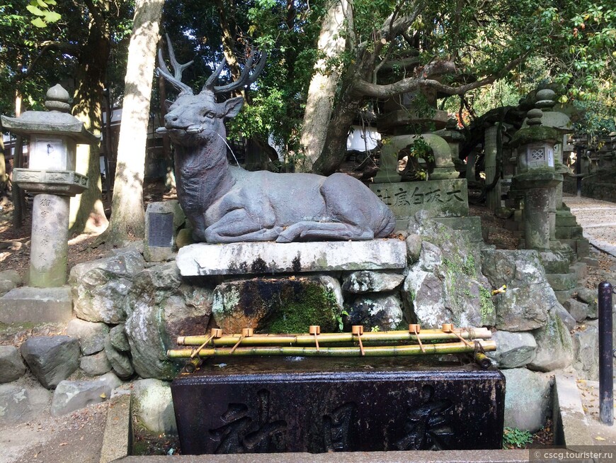 9-ый день в Японии. Нара. Храм Тодай-дзи, Касуга Тайша и очень много оленей