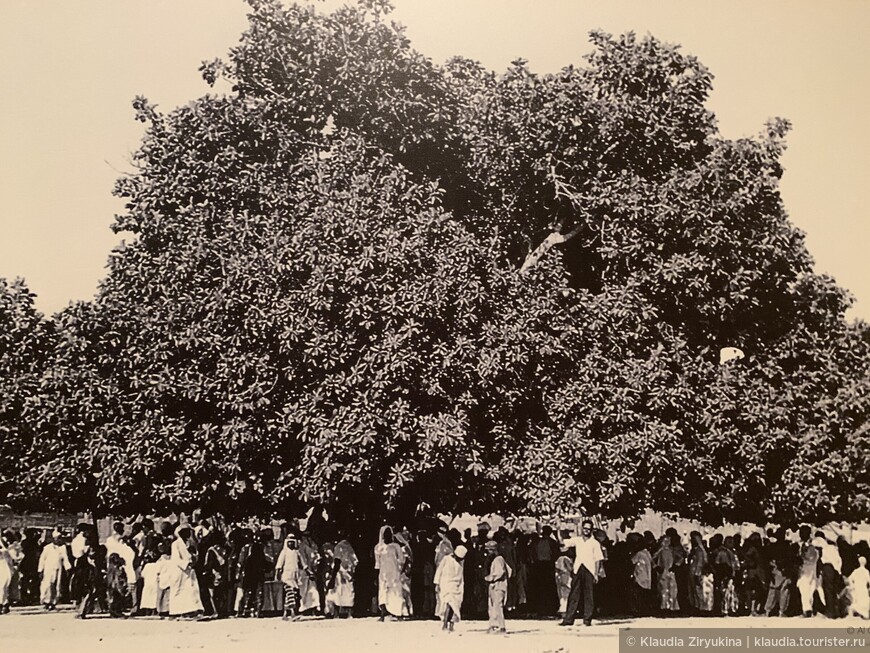Площадь Ролла в самом центре Шарджи. На ней росло большое старое дерево (фикус бенгальский), возле которого люди собирались на праздники. Высота дерева была 15 метров, диаметр - 30 метров, под ним помещались 500 человек. Оно прожило 150 лет, и в 1978 году умерло.
