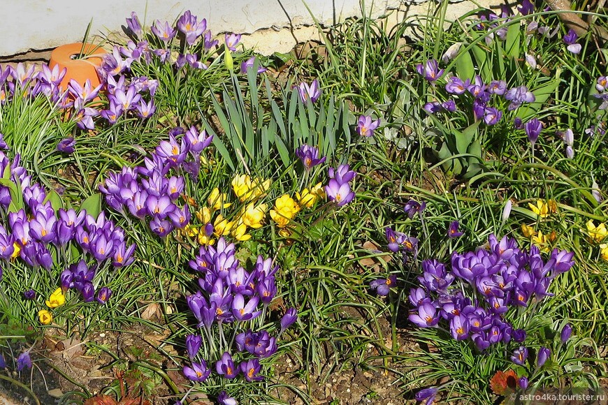 Это середина февраля! Частенько цветочки покрываются снежным одеялом, бывает даже в марте, но не замерзают, снег быстро тает и мы вновь радуемся их цветению.
