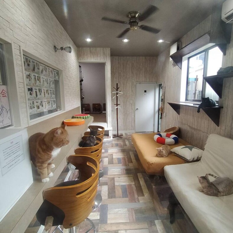 Коты на одну ночь: японская традиционная гостиница, в которой можно заказать себе в номер кошку