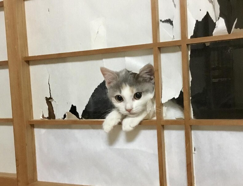 Коты на одну ночь: японская традиционная гостиница, в которой можно заказать себе в номер кошку
