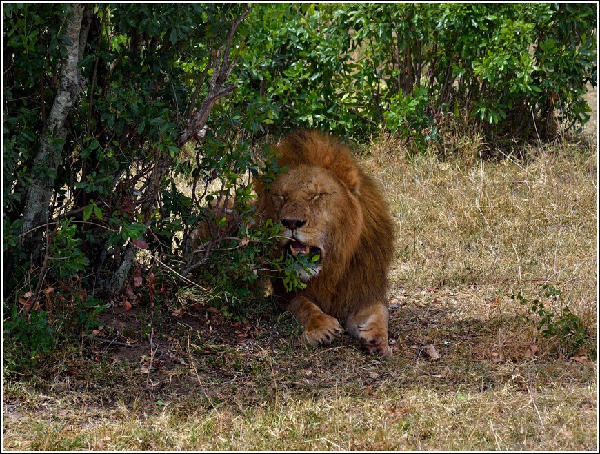 Фотоохота на хищников в парке Масаи-Мара