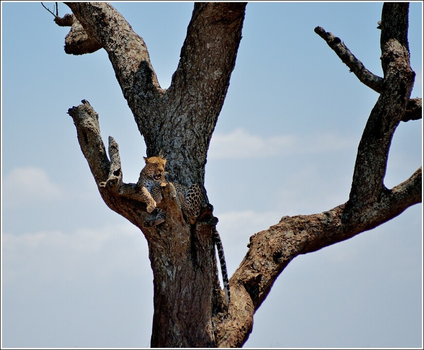 Фотоохота на хищников в парке Масаи-Мара