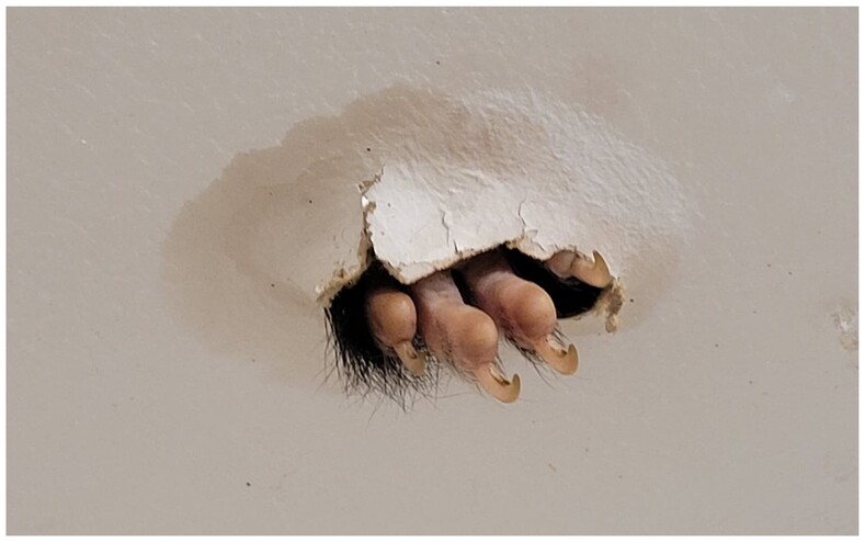 Женщина зашла в ванную комнату и испугалась, увидев торчащую лапу из дыры на потолке (как животное попало туда — загадка, но хозяйка дома уже успела его полюбить)