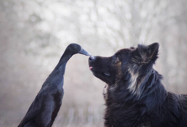 Француженка показывает особую связь между своей собакой и домашней уткой