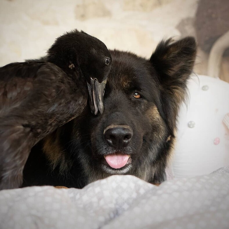 Француженка показывает особую связь между своей собакой и домашней уткой