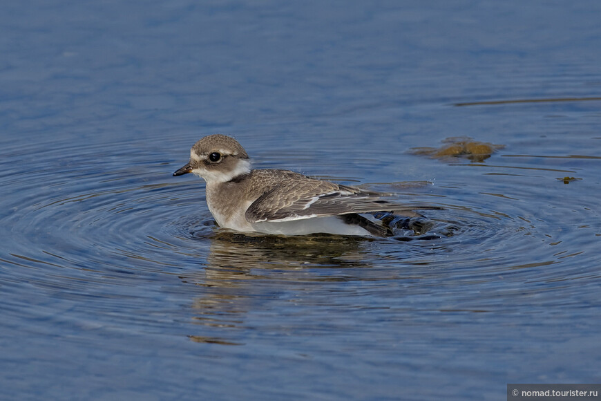 Галстучник, Charadrius hiaticula tundrae, Common Ringed Plover