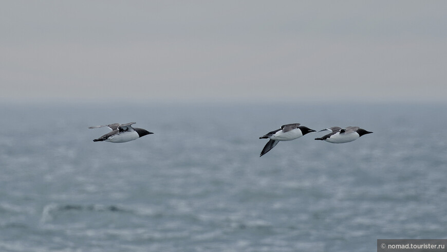 Тонкоклювая кайра, Uria aalge inornata, Common Murre