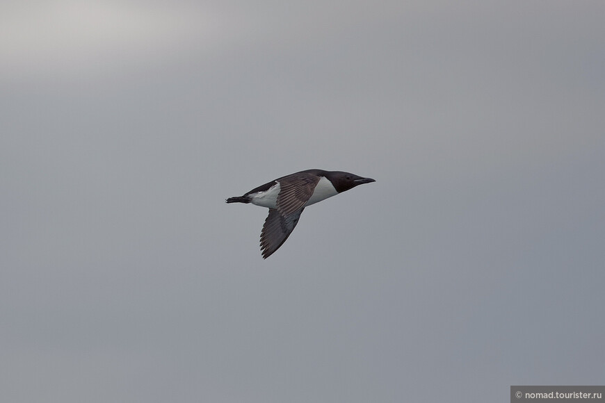 Толстоклювая кайра, Uria lomvia heckeri, Thick-billed Murre