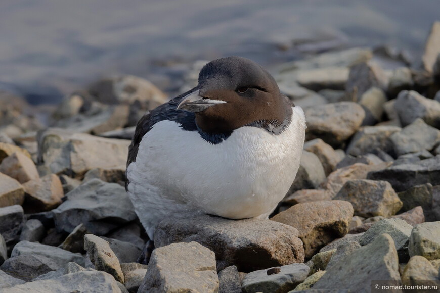 Толстоклювая кайра, Uria lomvia heckeri, Thick-billed Murre