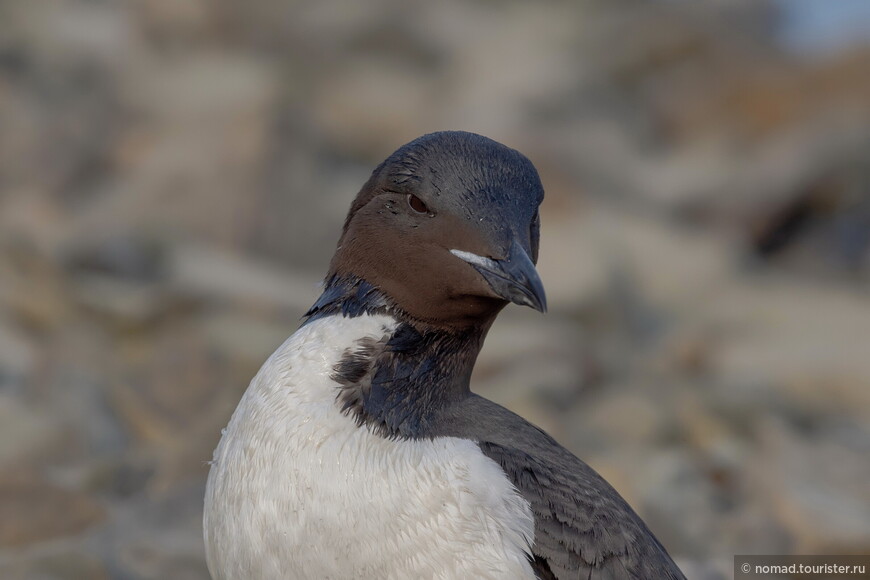 Толстоклювая кайра, Uria lomvia heckeri, Thick-billed Murre