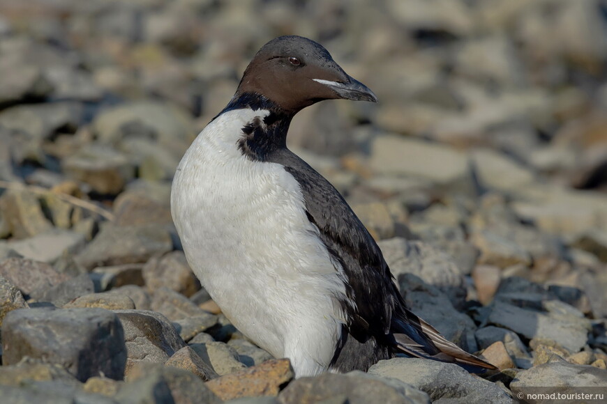 Толстоклювая кайра, Uria lomvia heckeri, Thick-billed Murre