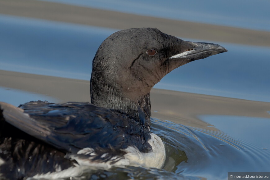 Толстоклювая кайра, Uria lomvia heckeri, Thick-billed Murre