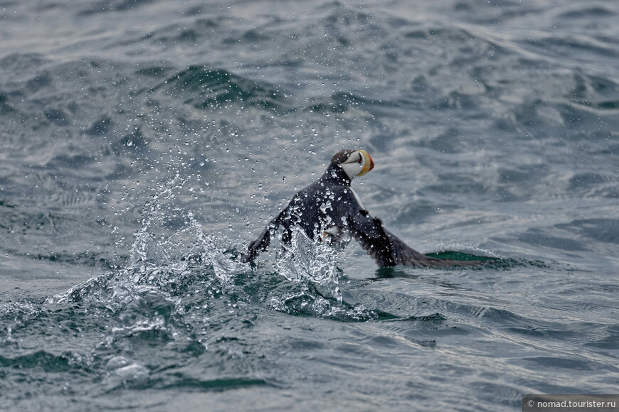 Ипатка, Fratercula corniculata, Horned Puffin