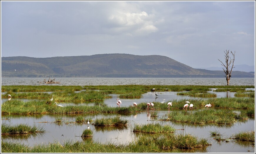 В деревне масаи. Фламинго на озере Накуру