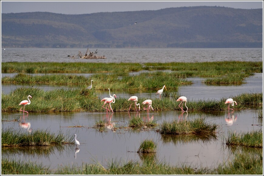 В деревне масаи. Фламинго на озере Накуру