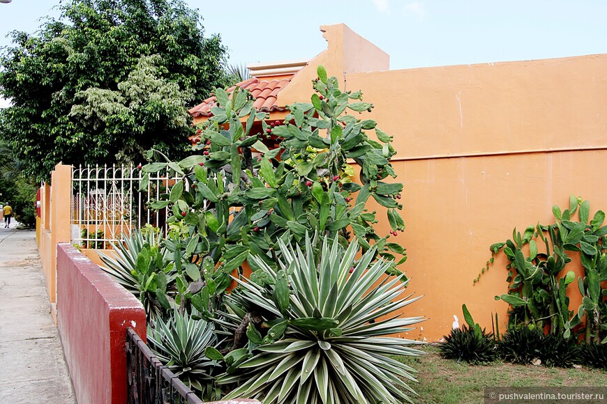 В Мексике кактусы почти в каждом дворе.