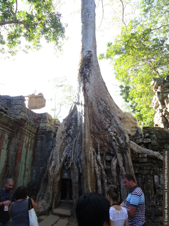 По великим храмам Ангкора — храм Та Пром (12 века), поглощенный джунглями