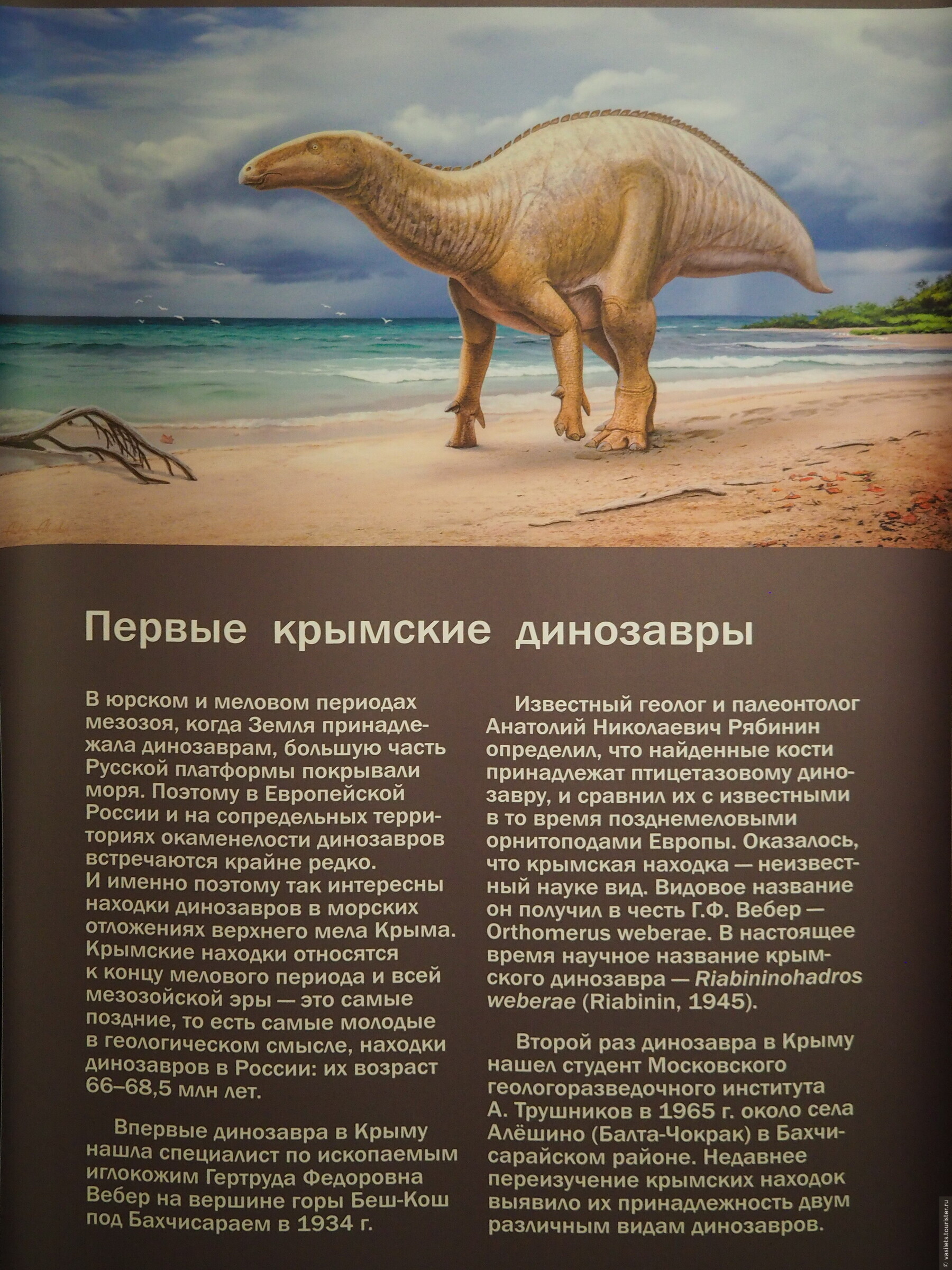 На какой территории жили динозавры. Когда жили динозавры. Динозавры обитавшие на территории России. Динозавры водились на территории России. Динозавры которые жили в России.