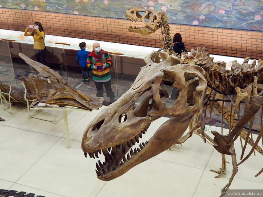 В Крыму тоже жили динозавры!