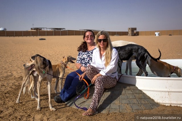 Здесь любимцы арабов собаки слюги общаются, резвятся, играют. Хозяева довольны, так же прекрасно проводят время.