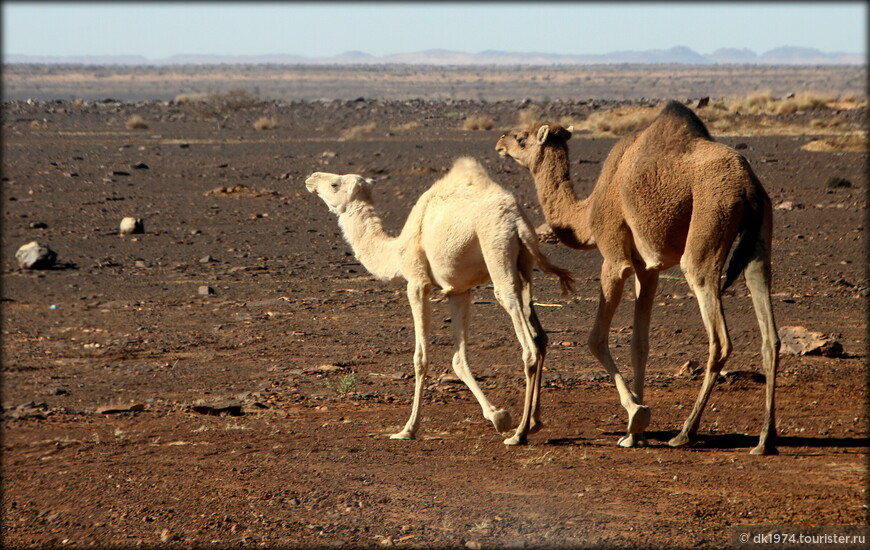 Удивительное путешествие в Мавританию и Западную Сахару ч.1