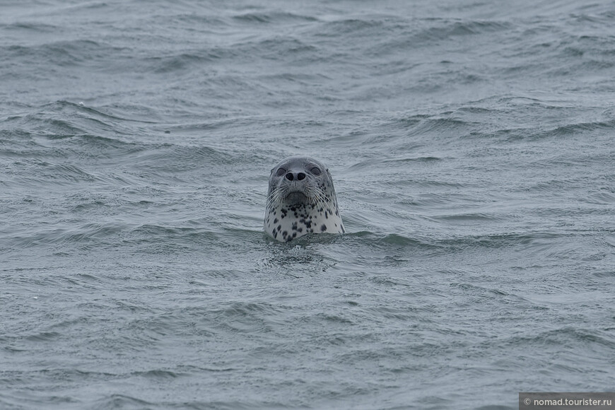Ларга, Phoca largha, Spotted Seal