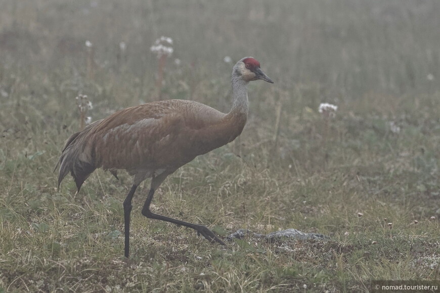 Канадский журавль, Grus canadensis canadensis, Sandhill Crane