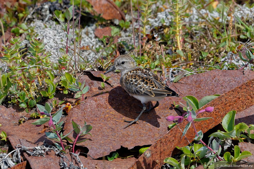 Песочник-красношейка, Calidris ruficollis, Red-necked Stint