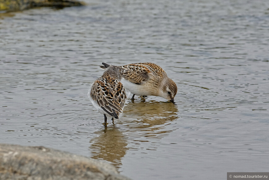 Перепончатопалый песочник, Calidris mauri, Western Sandpiper