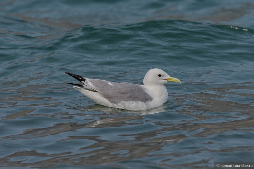 Моевка, Rissa tridactyla tridactyla, Black-legged Kittiwake