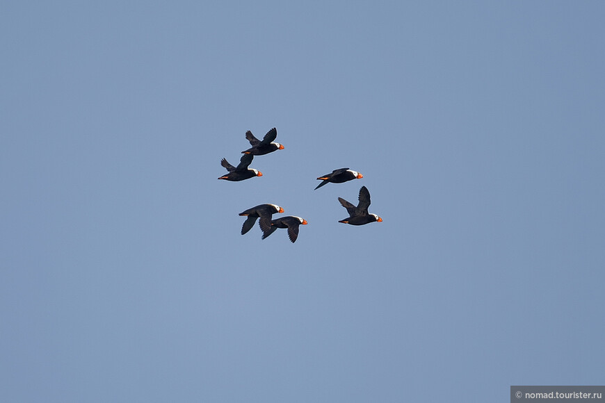 Топорок, Fratercula cirrhata, Tufted Puffin