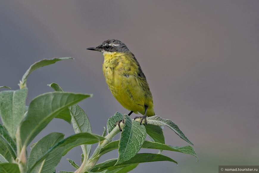 Берингийская желтая трясогузка, Motacilla tschutschensis tschutschensis, Eastern Yellow Wagtail