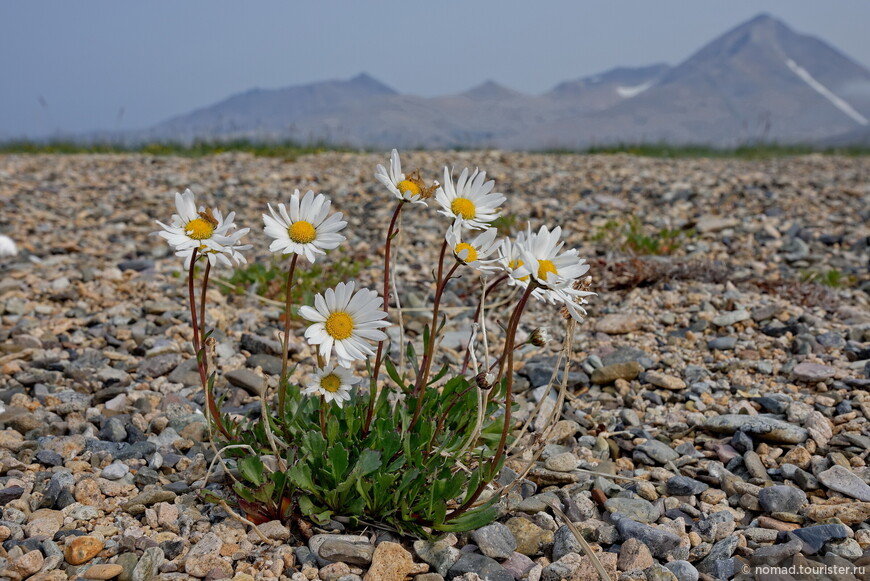 Арктоцвет арктический, Arctantheum arcticum