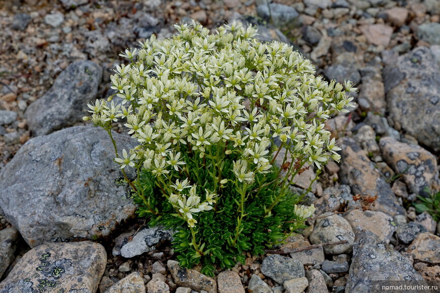 Камнеломка колючая, Pedicularis albolabiata