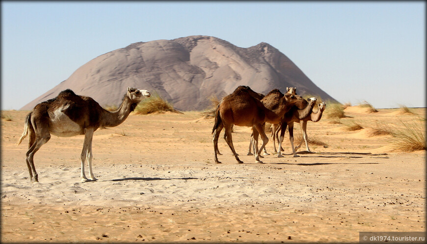 Удивительное путешествие в Мавританию и Западную Сахару ч.2