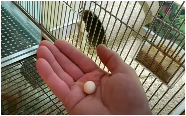 Мужчина нашел в магазине крошечное яйцо и забрал домой: фото и невероятная история о том, как самому вырастить волнистого попугая