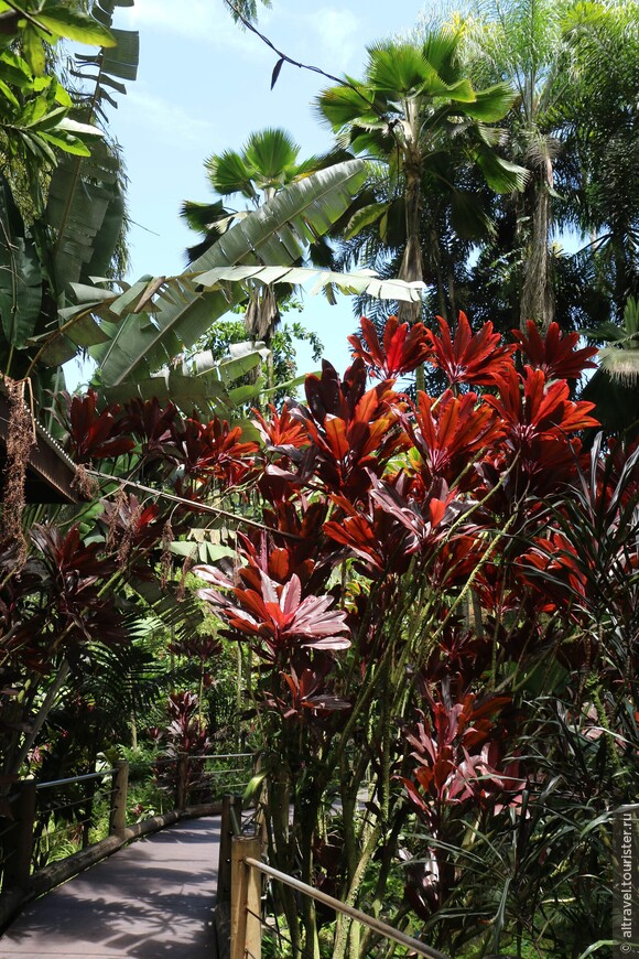 Фото 32-33. Гавайский тропический ботанический сад