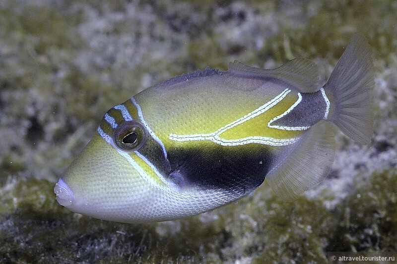 Фото 64. Хумухумунукунукуапуаа (опечатки нет!) - официальная рыба штата Гавайи. Источник: Wikipedia.com